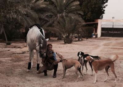 Arabian horse and Salukis