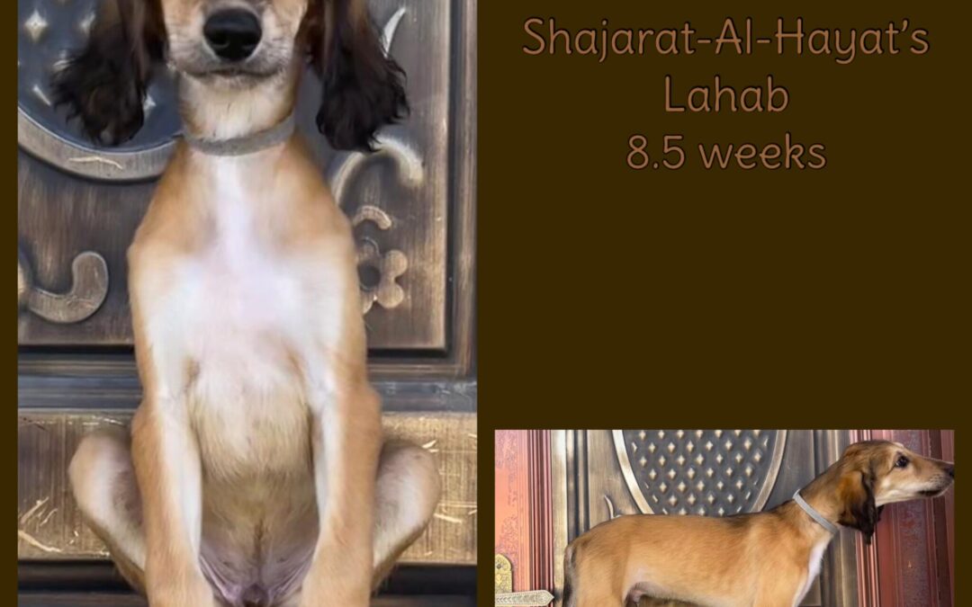Shajarat-Al-Hayat’s Lahab